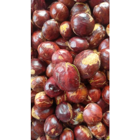 

jengkol tua mentah