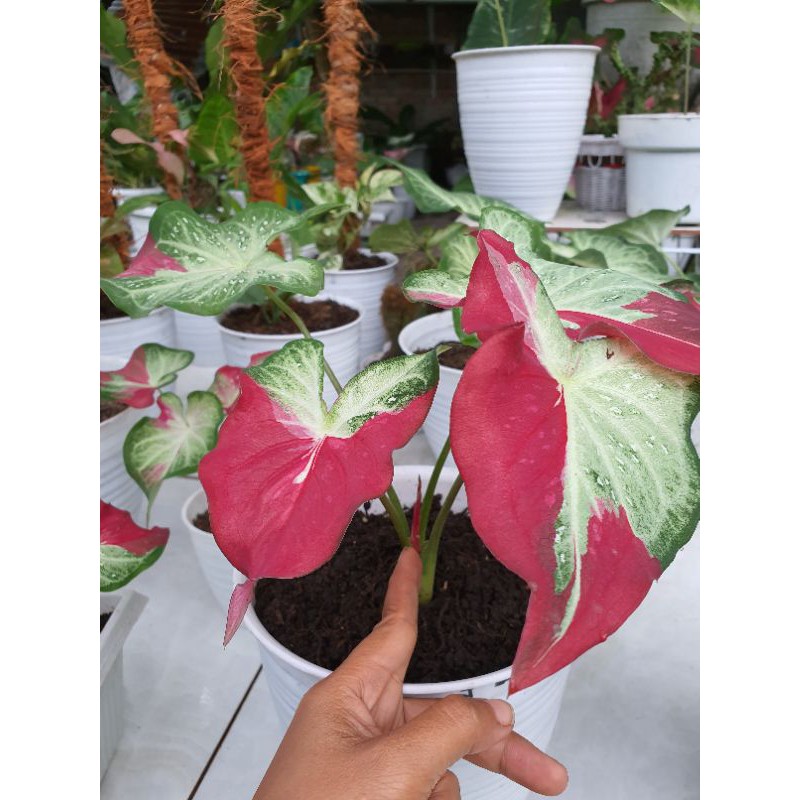 cet tumpah/ caladium shycool