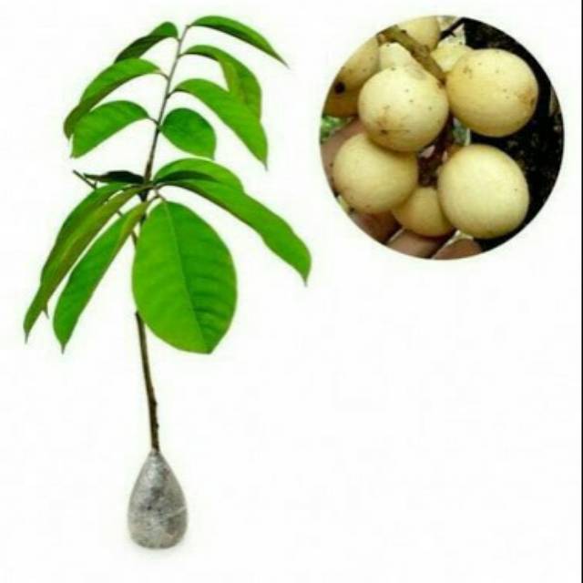 Bibit Buah Langsat Tanpa Biji