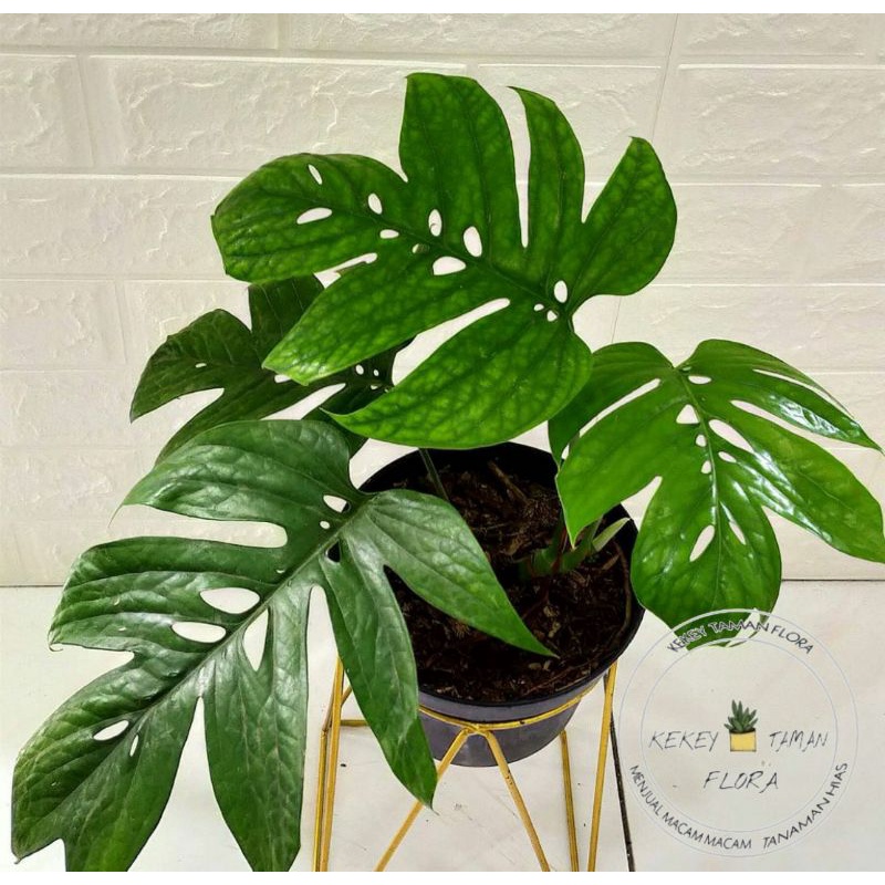 Tanaman Hias Monstera Amydrium - Monstera Amydrium