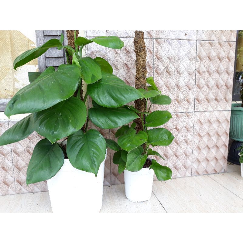 Tanaman hias Manjula Golden