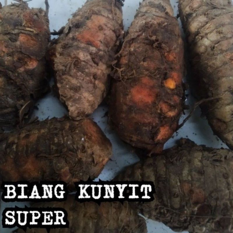 

Induk Kunyit Biang Kunir-Super Segar 1Kg