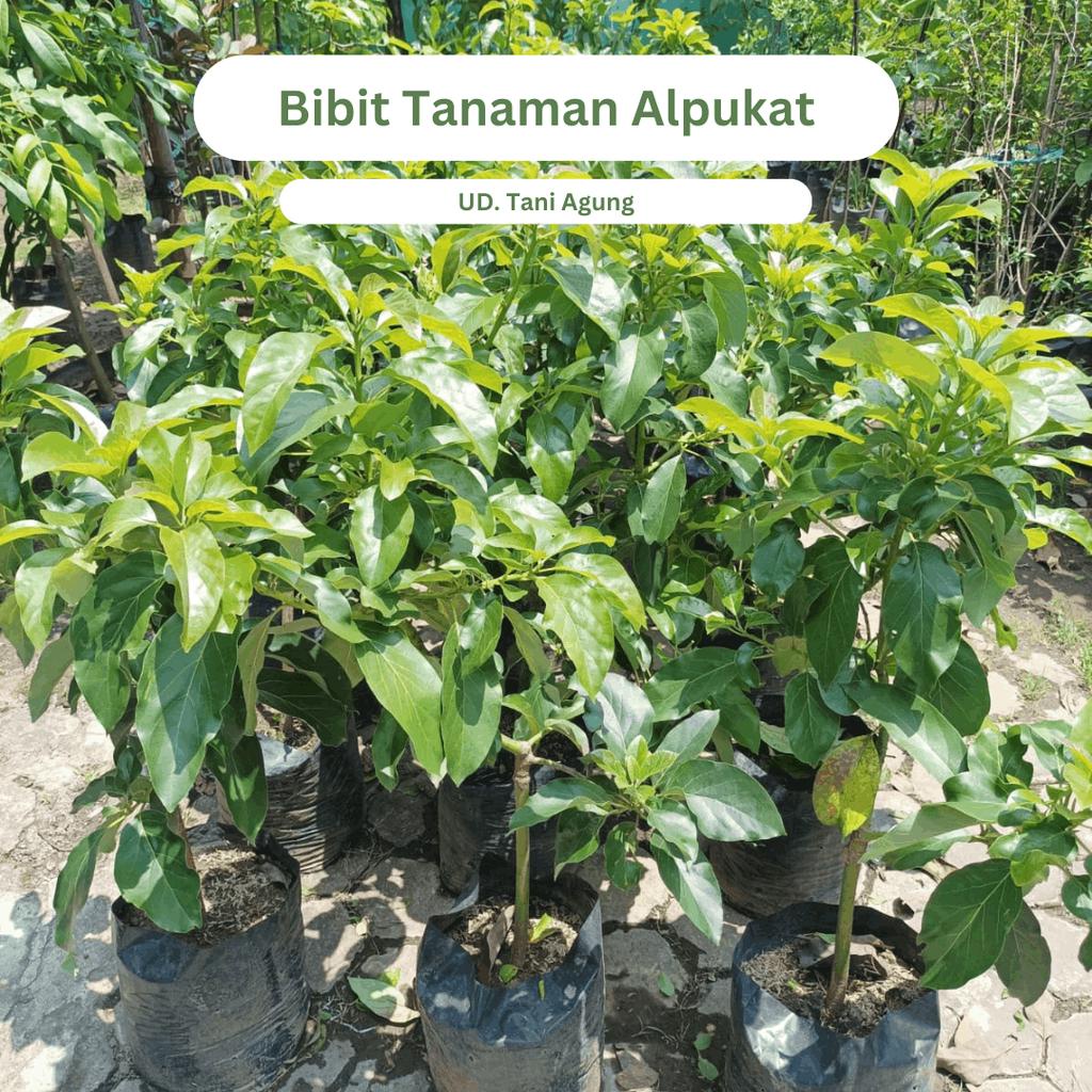 Benih Tanaman alpukat