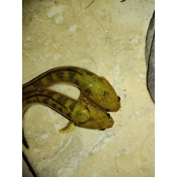 limbata golden tiger pair alam