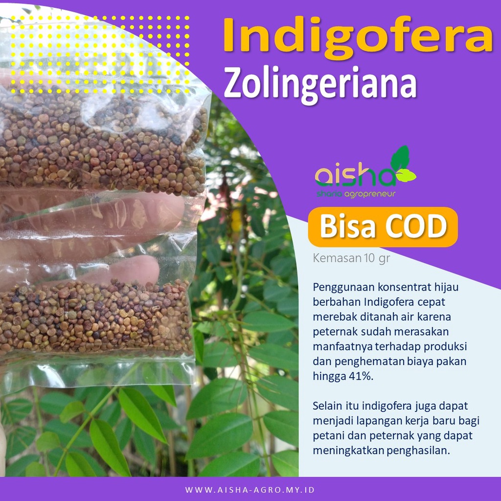 Benih kualitas super indigovera biji siap paket pakan tanam murah rumput Indigofera bibit