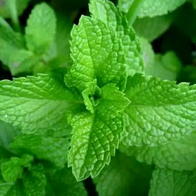 

Daun mint segar