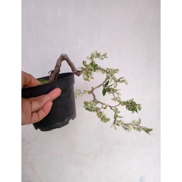 ulmus varigata..bonsai jadi tinggal pajang