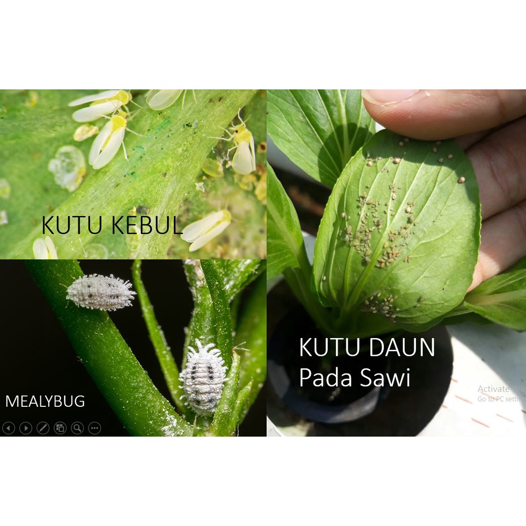 Naturo Whitefly Natural Herb Pestisida Nabati Insectisida Organik Top