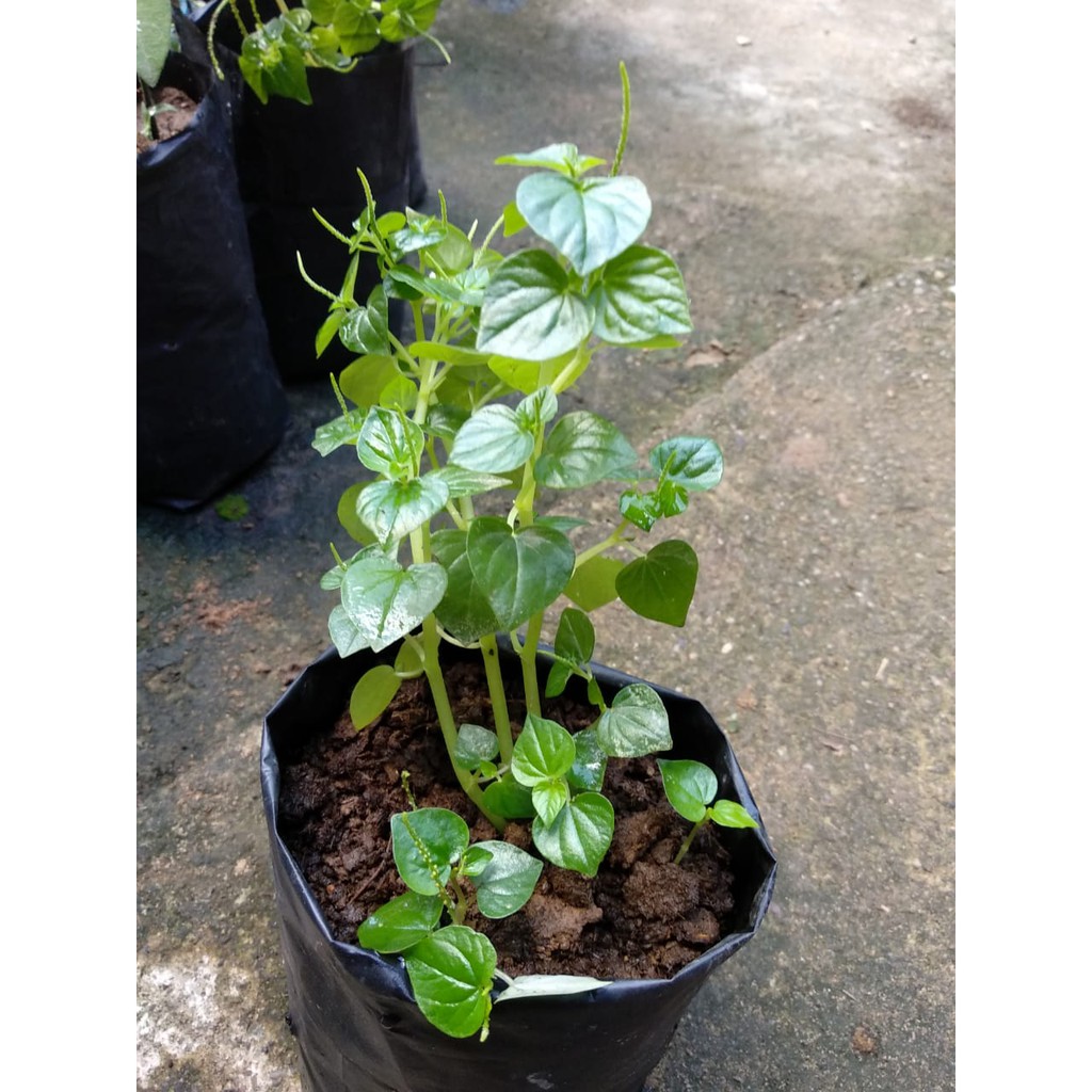 DAUN SIRIH CINA/ KETUMPANG AIR/ SIRIH BUMI 1/4 KG