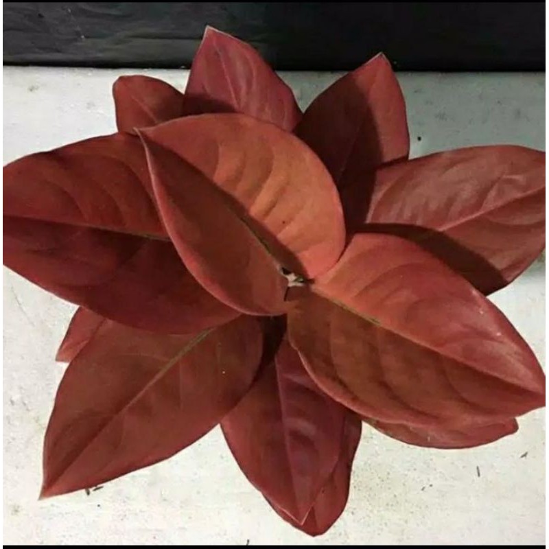 (COD) bibit bongolan aglonema kochin nezkia