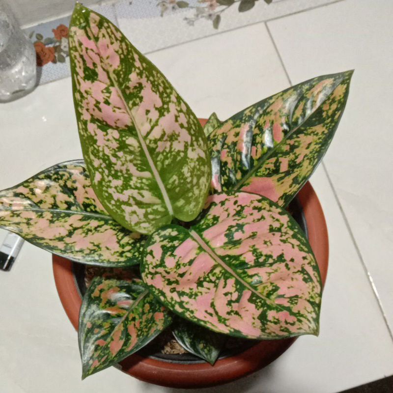 AGLONEMA RUBY FANTA ORIGINAL SUPER