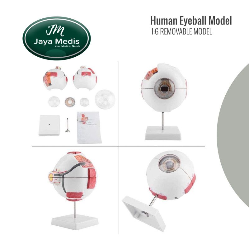 Alat Peraga Model Bola Mata Yang Dapat Dilepas 1:6