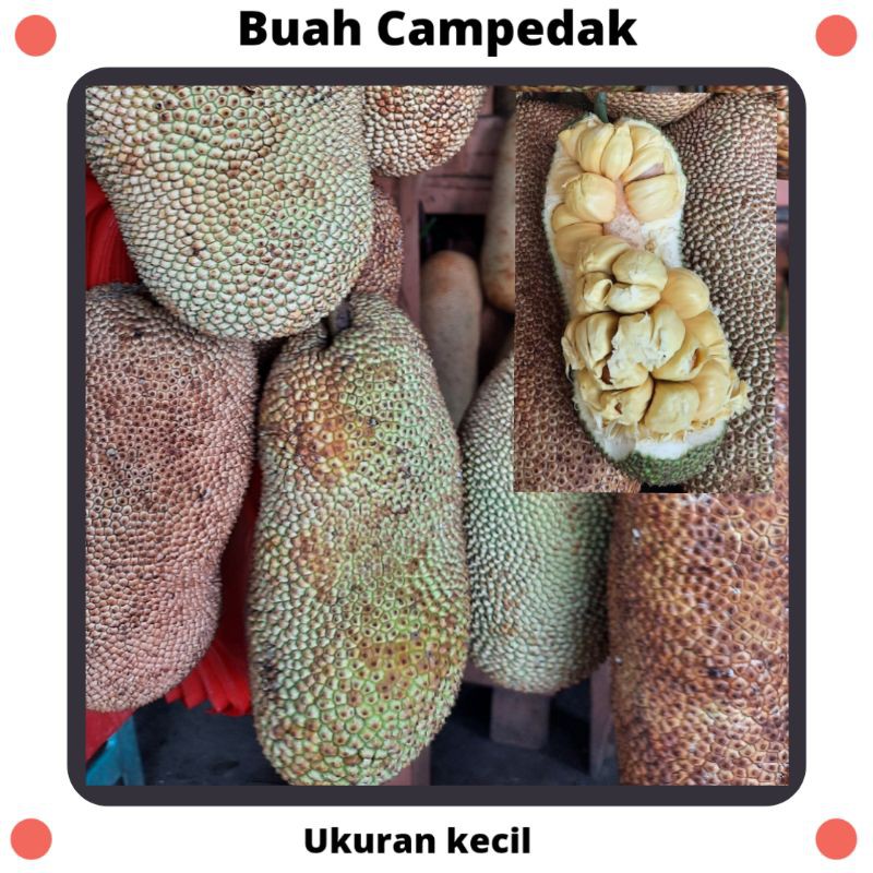 

Buah Campedak Jonggol Bogor || Ukuran Kecil