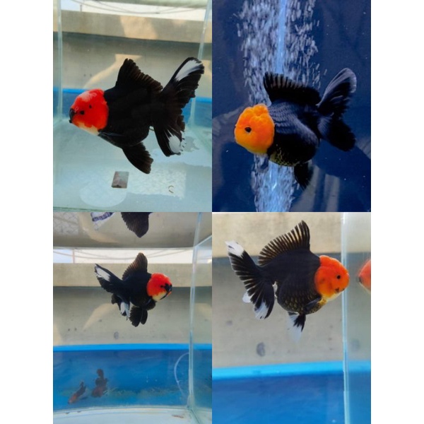 Oranda tanco trico / ikan mas koki oranda tanco import / tricolor fancy