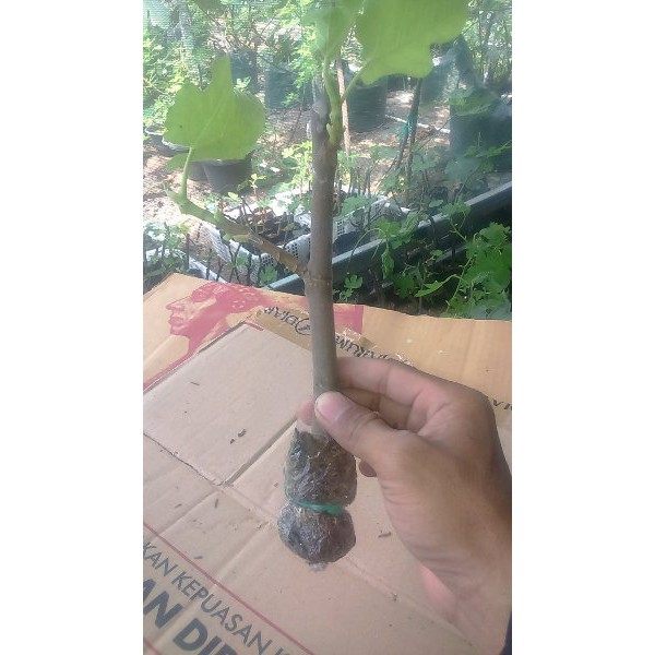 bibit pohon tin fresh cangkok  Seed