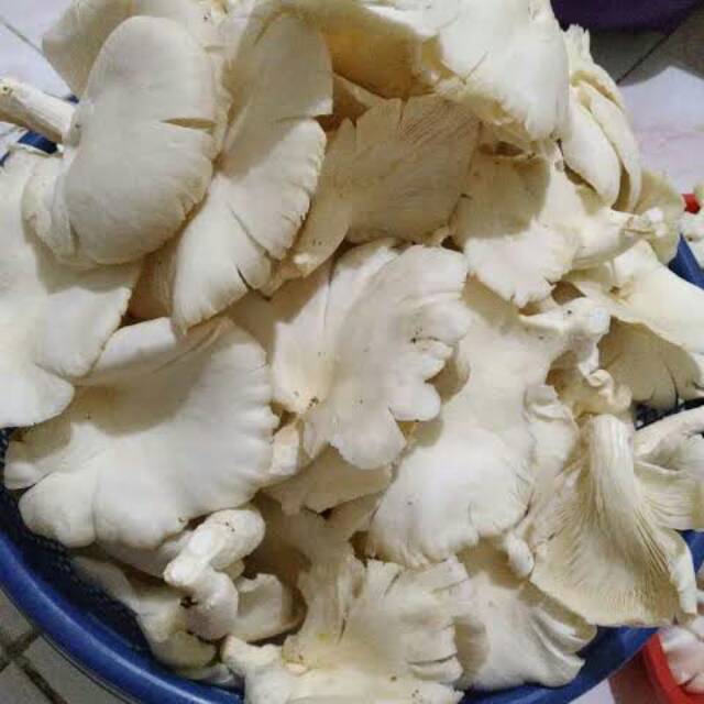 

Jamur putih