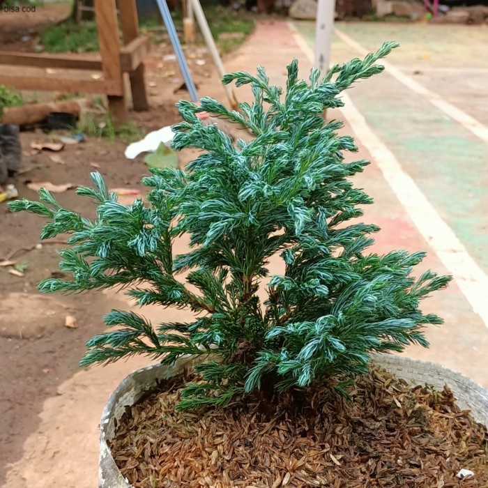bibit bonsai Cemara silver - bahan bonsai Cemara silver