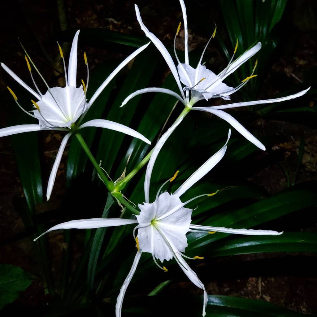 TANAMAN HIAS Bakung amarilys bunga putih (hymenocallis caroliniana)