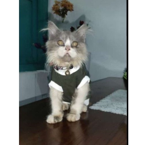 baju kucing ukuran kitten