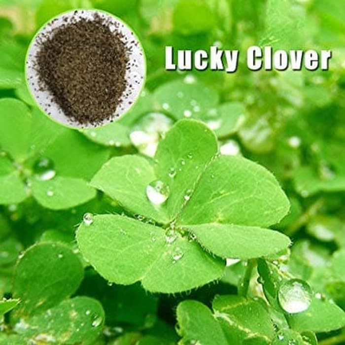 LUCKY CLOVER seed bibit benih tanaman rumput air aquascape aquarium