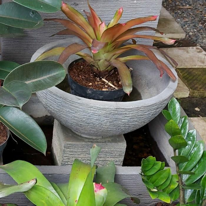 Pot Batu Taman Teratai Air Mancur Kolam Ikan Plus Penyangga Kotak 50