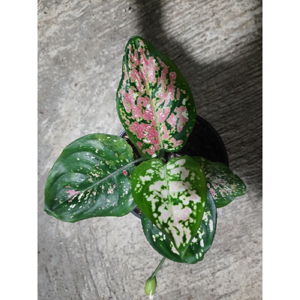 aglonema tri colour