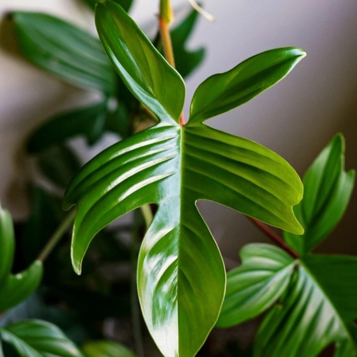 philodendron florida ghost