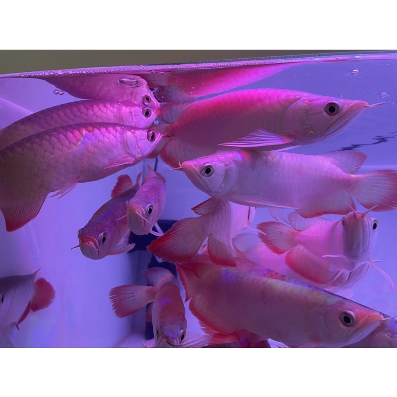 Arwana Super Red 22cm Gen Chili + Sertifikat & Chip