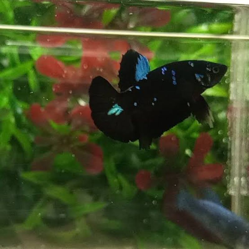 IKAN CUPANG BAHAN AVATAR KALIMAYA