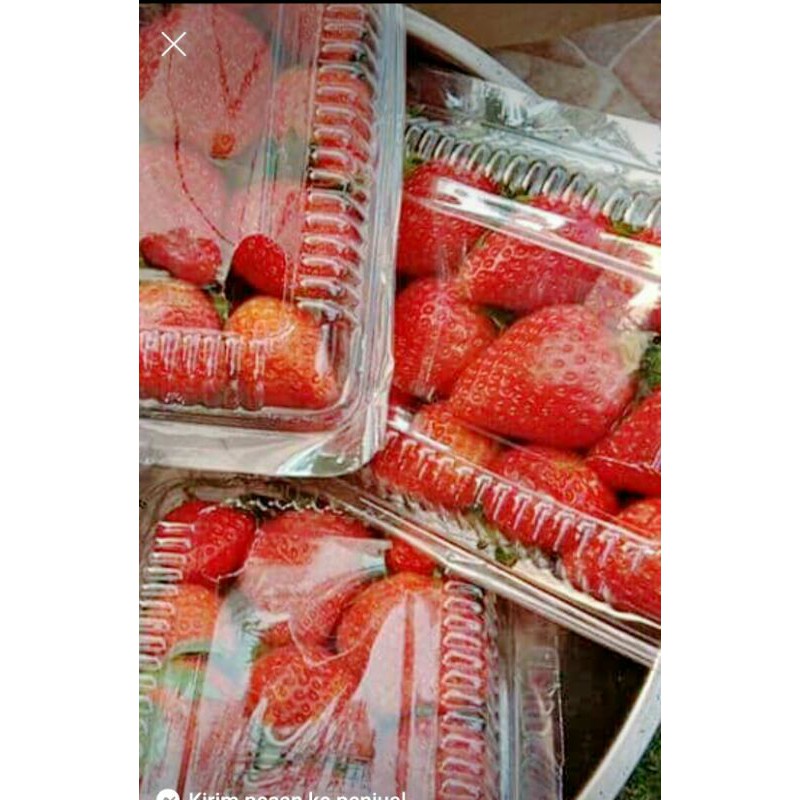 

Strobety fresh 1 kemasan