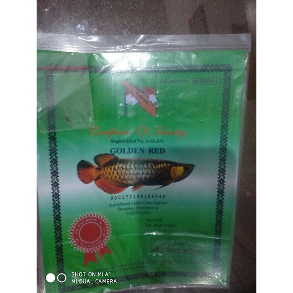 sertifikat dan chip arwana golden red