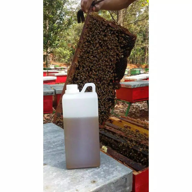 

madu multiflora 1kg