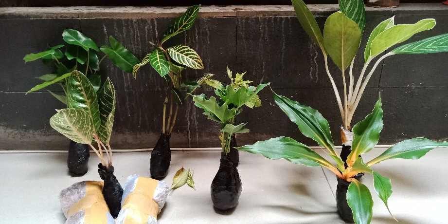 Tanaman Miana Keriting Hijau Kuning - Pohon Miana - Miana - Hiasan Rumah