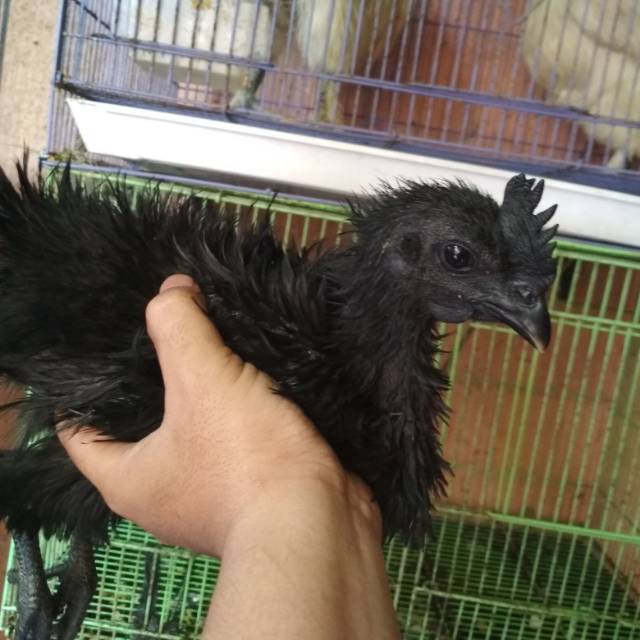 Sepasang Ayam Cemani Walik 3 Bulan Up Shopee Indonesia