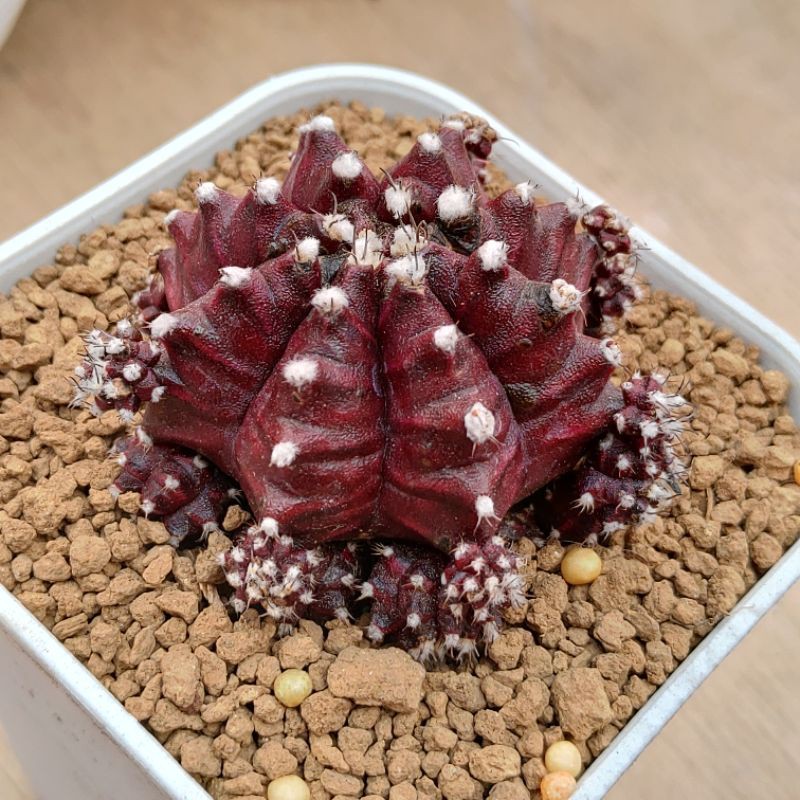 Paket red korea & gymno miha hybrid