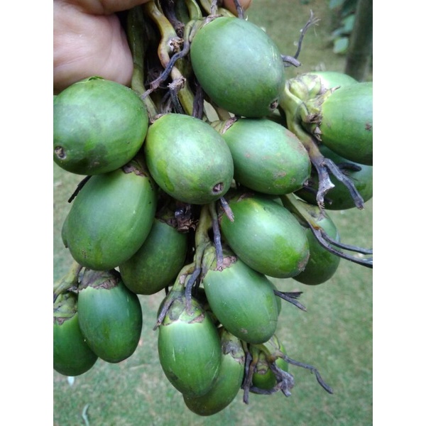 

Buah pinang muda fresh/jambe muda herbal 500g