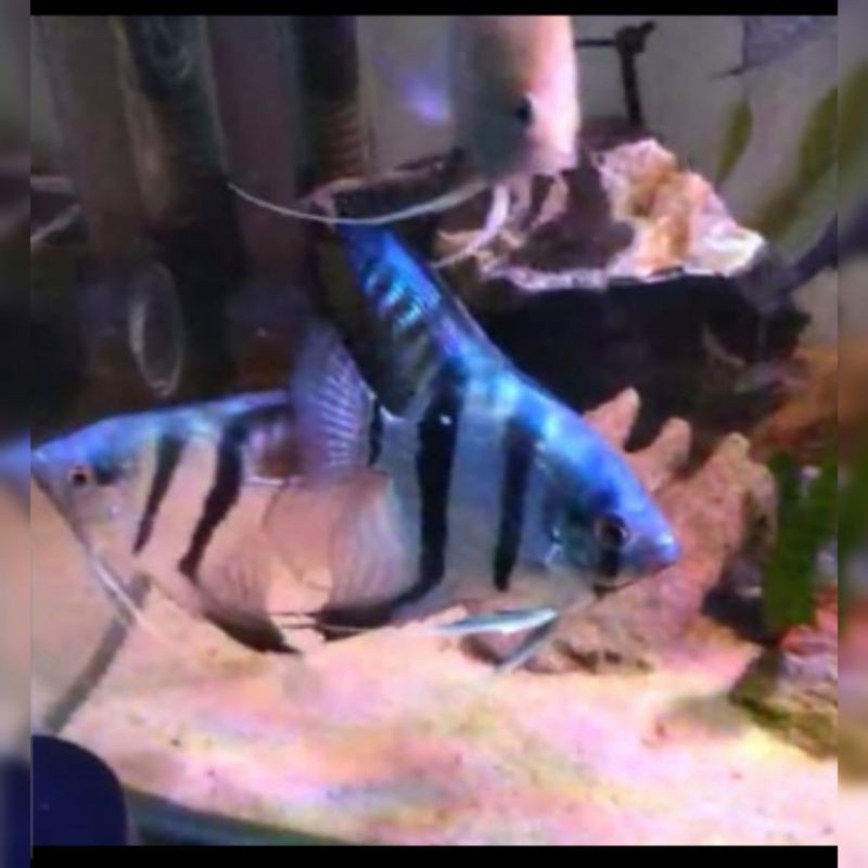 

Mamfish / manfish blue Pinuy