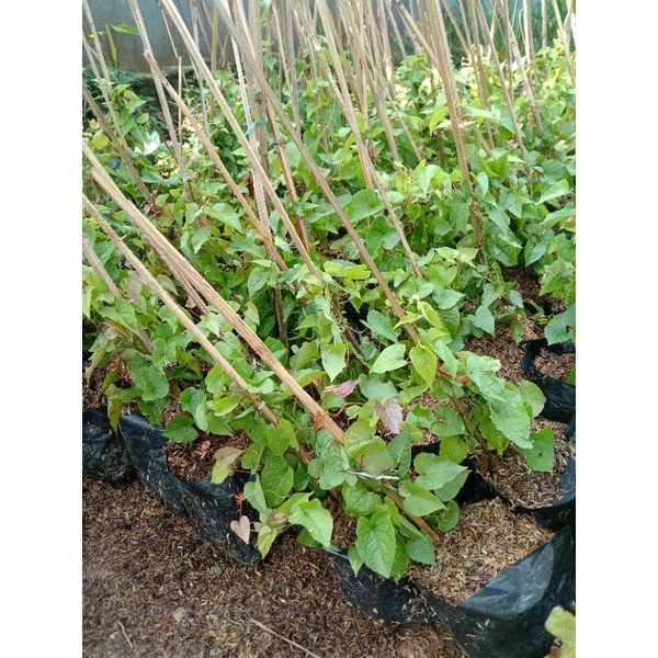 tanaman air mata pengantin - tanaman rambat air mata pengantin