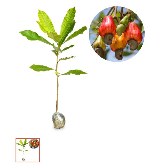 bibit jambu monyet /jambu mente