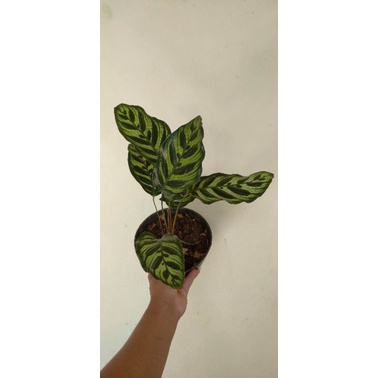 calathea makoyana import