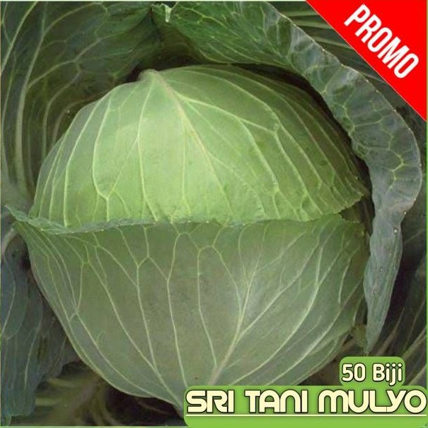 Biji  Benih Kubis Kol POLARIS  Tahan Akar Gada  Bibit Sayuran benih ecran berkwalitas (isi 25 butir)