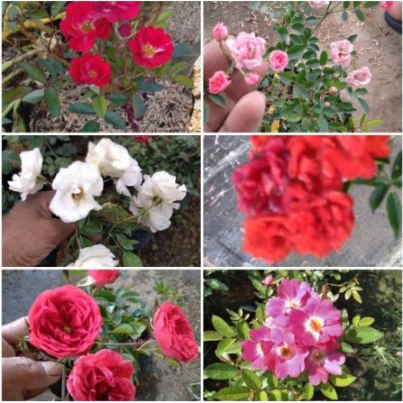 TANAMAN HIAS MAWAR BABY ROSE BUNGA BABY ROSE BUNGA MAWAR MURAH