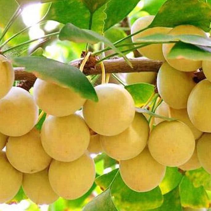 Benih Tanaman Min 2 Biji Benih Buah Ginkgo Biloba R12