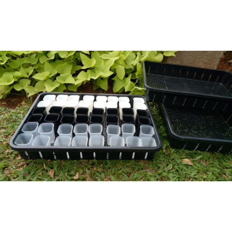 Tray 50 cm NKT + Pot kotak NKT 5 cm (40 pcs)