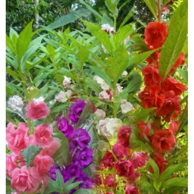 

Tanah Media Tanam - Pupuk - Gunting Rumput Benih/Biji Bunga Pacar Air Tumpuk Mix Flash Deal