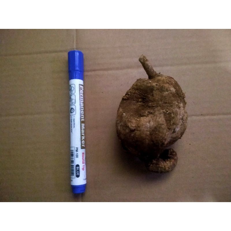 Umbi Bunga Dahlia Ukuran Besar