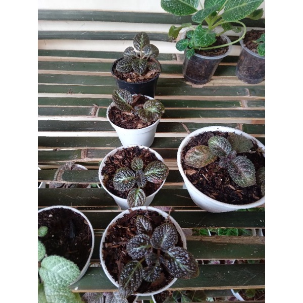 Episcia bluenile bunga ungu + episcia sun gold bunga kuning