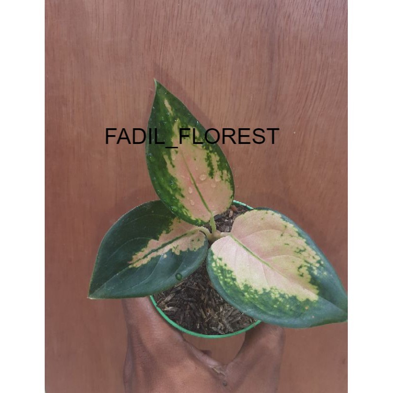 

BIBIT AGLONEMA SULTAN BRUNEI FADIL_FLOREST