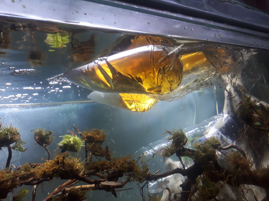 Glowlight Tetra Neon Api