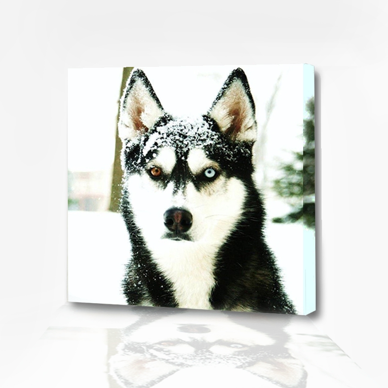 Diy Lukisan Diamond 5d Dengan Gambar Anjing Dan Hiasan Berlian